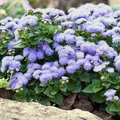 Ageratum Blue Mink Dwarf Seeds – 500 Seeds, Floss Flower, Purple Blooms, Non-GMO