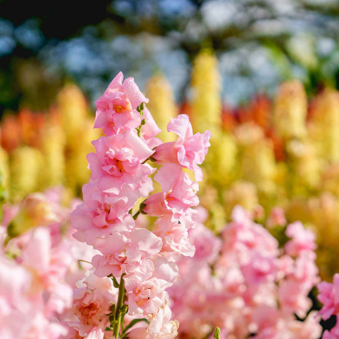 Antirrhinum majus Legend Double Pink Snapdragon Seeds – 1000+ Seeds for Cut Flowers