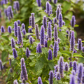 Hyssop (Hyssopus officinalis) Seeds – Aromatic Culinary Herb, 300 Seeds