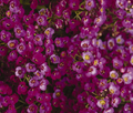 Alyssum Oriental Nights Seeds (500) - Lobularia maritima | Dark Purple Groundcover