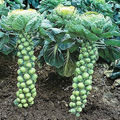Long Island Brussels Sprouts Seeds – 500+ Heirloom, Cold-Hardy, Compact, Full Sun