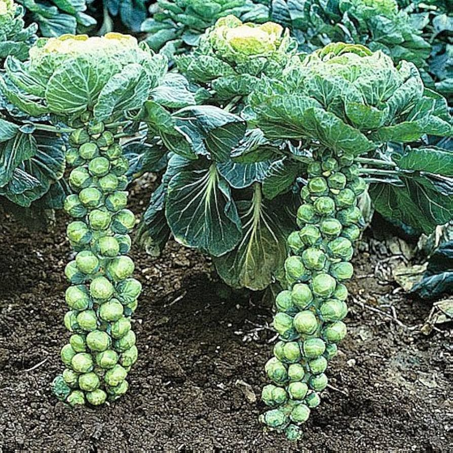 Long Island Brussels Sprouts Seeds – 500+ Heirloom, Cold-Hardy, Compact, Full Sun