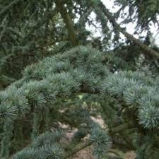 Cedrus libani (Cedar of Lebanon) Seeds – Majestic Evergreen Tree for Landscaping (5 seeds)