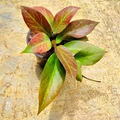 Hoya Sunrise Starter Plant - Well-Rooted 5-7 in, Fragrant Flowers, Indoors