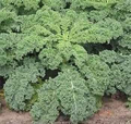 250 Kale Dwarf Siberian Improved Seeds – Brassica oleracea | Cold-Hardy, Nutrient-Rich Greens