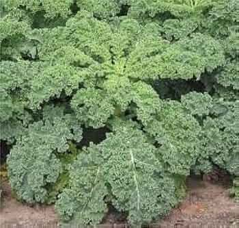 250 Kale Dwarf Siberian Improved Seeds – Brassica oleracea | Cold-Hardy, Nutrient-Rich Greens