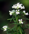 Mountain Mint Herb Seeds | Pycnanthemum spp. Aromatic Perennial, Pollinator-Friendly