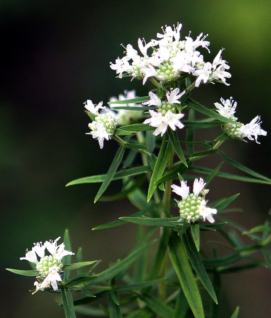 Mountain Mint Herb Seeds | Pycnanthemum spp. Aromatic Perennial, Pollinator-Friendly