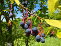 10 Indian Plum Seeds (Oso Berry) Oemleria cerasiformis - Edible Fruit Shrub, Fast-Growing