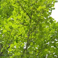 Hybrid Poplar (Cottonless Cottonwood) Bare Root Tree - 2-3 ft, Fast-Growing Shade, Seedless