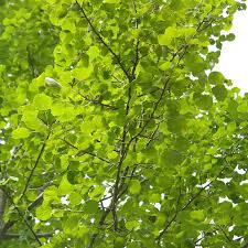 Hybrid Poplar (Cottonless Cottonwood) Bare Root Tree - 2-3 ft, Fast-Growing Shade, Seedless