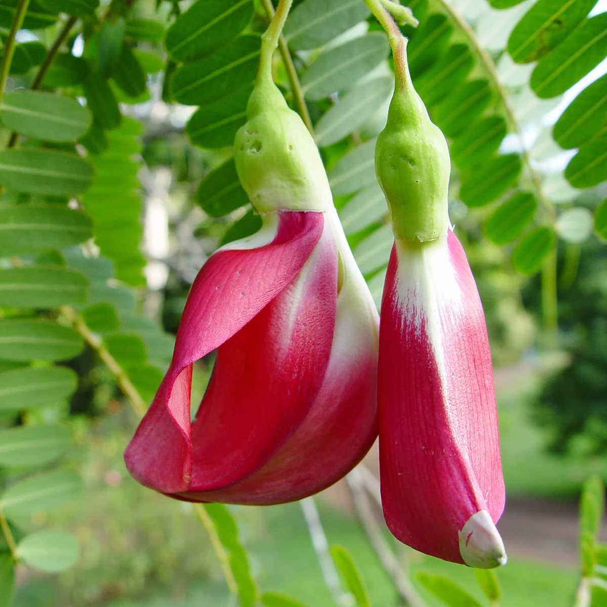 Sesbania grandiflora Seeds - Vegetable Hummingbird Tree (Agati Flower) 20 Seeds