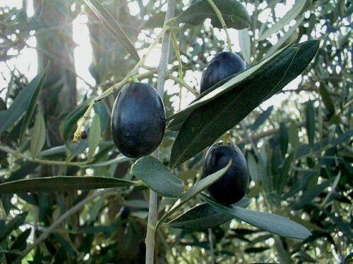 Picual Olive Seeds - 10+ Seeds, USA Grown, Full Sun, Fast Shipping