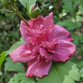 Double Red Althea Rose of Sharon Starter Plant - 1/2 to 1 ft Bare Root Hibiscus