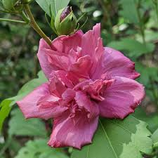 Double Red Althea Rose of Sharon Starter Plant - 1/2 to 1 ft Bare Root Hibiscus