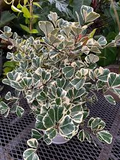 Variegated Ficus Triangularis Live Plant (Ficus triangularis variegata) 10-12" in 4" Pot