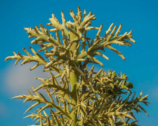 Alluaudia dumosa Rooted Cutting (8-12") | Madagascar Rare Succulent Starter Plant