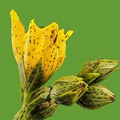 Hypericum punctatum Seeds (Dotted St. John's Wort) — 50 mg for Planting, Pollinator-Friendly Wildflower
