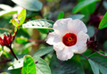White Roselle Hibiscus Seeds (Hibiscus sabdariffa) – 25 Seeds for Edible Calyces & White Flowers