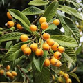 Loquat Tree Seedling - Sweet Juicy Tropical Fruit Tree, Ships in Pot