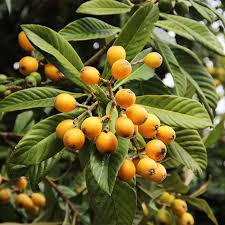 Loquat Tree Seedling - Sweet Juicy Tropical Fruit Tree, Ships in Pot