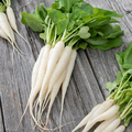 White Icicle Radish Seeds - 400 Count, Fast-Growing Heirloom, for Garden or Container