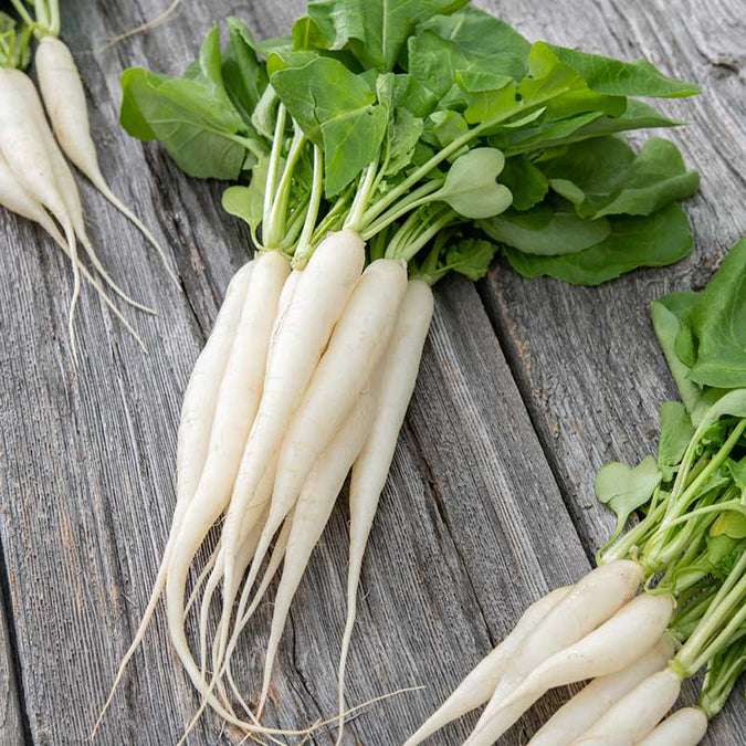 White Icicle Radish Seeds - 400 Count, Fast-Growing Heirloom, for Garden or Container