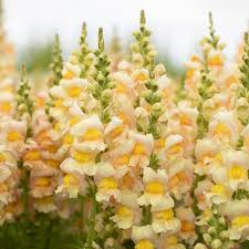 Costa Apricot Snapdragon Seeds (Antirrhinum majus) - 1000+ Seeds