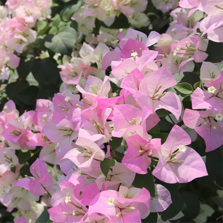 Bougainvillea glabra Double Petal White-Pink Cuttings (3 unrooted), Climbing, 3-5"