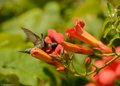 Red Trumpet Vine Clippings (Campsis radicans) - 12 Live Starters for Fast-Growing Perennial Vine