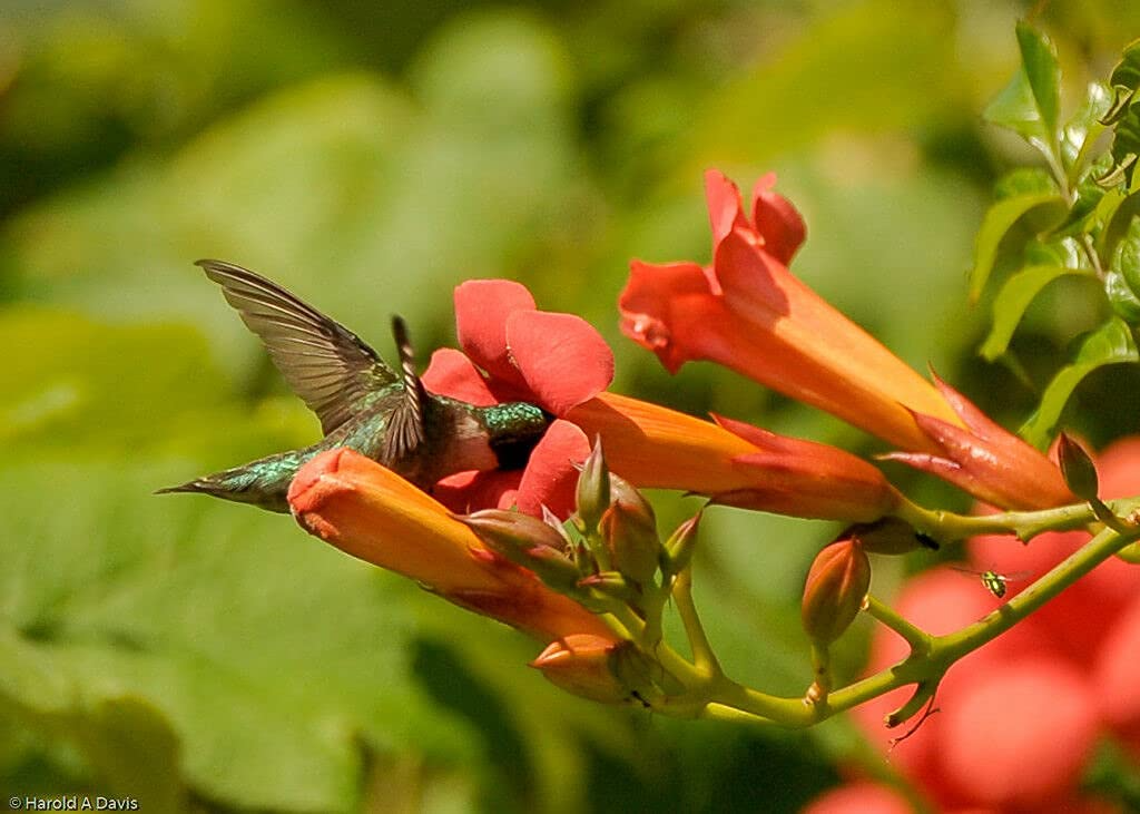 Red Trumpet Vine Clippings (Campsis radicans) - 12 Live Starters for Fast-Growing Perennial Vine