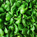 Spinach Bloomsdale Long Standing Seeds - 1g | Heirloom, Non-GMO, Slow to Bolt