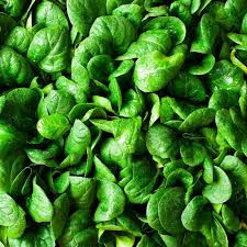 Spinach Bloomsdale Long Standing Seeds - 1g | Heirloom, Non-GMO, Slow to Bolt