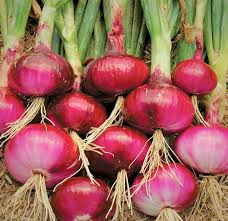Ruby Red Onion (Allium cepa) Seeds - 100 Seed Pack, Sweet Red Bulbs for Gardens