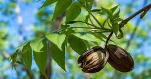 Hardy Pecan Tree Seedlings (Carya illinoinensis) Bare-Root 18-24" — 2 Live Plants