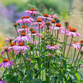 Purple Coneflower Echinacea purpurea Seeds – 400 Seeds for Pollinators