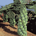 500+ Jade Cross Brussels Sprouts Seeds – Compact, High-Yield, Cold-Hardy (Seeds)