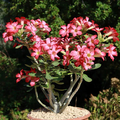 Desert Rose (Adenium obesum) Starter Plant | Bonsai-Like Desert Bonsai Shape
