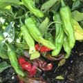 Shishito Pepper Seeds - 10 Seeds (Capsicum annuum) Mild Japanese Pepper for Grilling & Sautéing