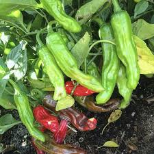 Shishito Pepper Seeds - 10 Seeds (Capsicum annuum) Mild Japanese Pepper for Grilling & Sautéing