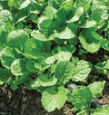 Ethiopian Kale Seeds (Brassica carinata) - 1,000 Non-GMO Heirloom