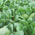Komatsuna Tendergreen Mustard Green Spinach Seeds | Brassica rapa var. perviridis, 500mg