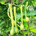 Tromboncino Squash Seeds – Heirloom Climbing Zucchini, 25+ Seeds