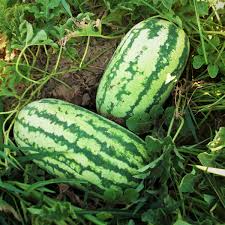 Jubilee Watermelon Seeds (Citrullus lanatus) - 1000 mg Premium Heirloom for Home Garden