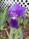 Light Purple Japanese Iris Live Roots – Iris ensata Starter Plant (Pack of 4)