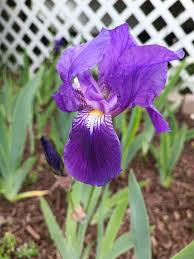 Light Purple Japanese Iris Live Roots – Iris ensata Starter Plant (Pack of 4)