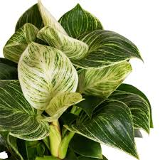 Philodendron Birkin Starter Plant - White Wave / Mermaid's Tail | Variegated Indoor Plant