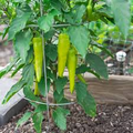Sweet Banana Pepper Seeds Capsicum annuum - 300mg, Non-GMO, Mild & Sweet for Salads & Pickling