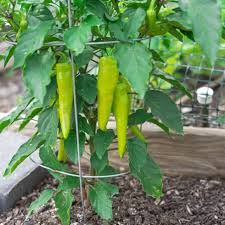 Sweet Banana Pepper Seeds Capsicum annuum - 300mg, Non-GMO, Mild & Sweet for Salads & Pickling