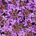 Creeping Thyme Seeds - 1,000 Non-GMO Thymus serpyllum | Dwarf 6" Groundcover